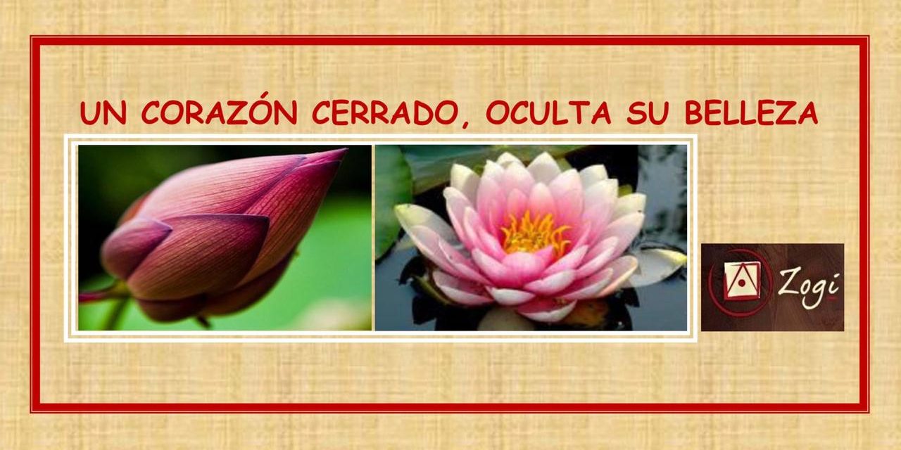 Capullo Flor de Loto